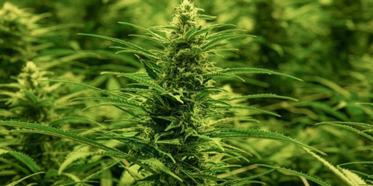 Ohio Gov. Mike DeWine calls on lawmakers to pass recreational marijuana bill Ohio Gov. Mike DeWine calls on lawmakers to pass recreational marijuana bill