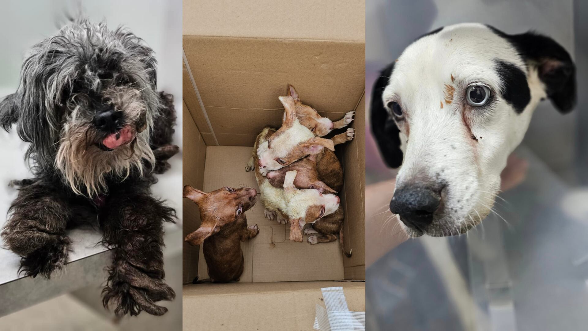 Northeast Ohio shelter takes in 7 neglected dogs abandoned within in 3 days - Vimarsana News