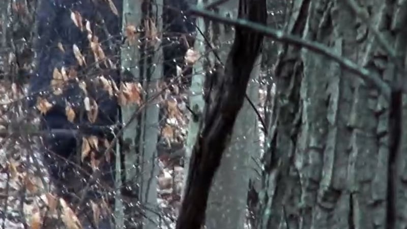 Two men claim to spot Bigfoot in southern Ohio