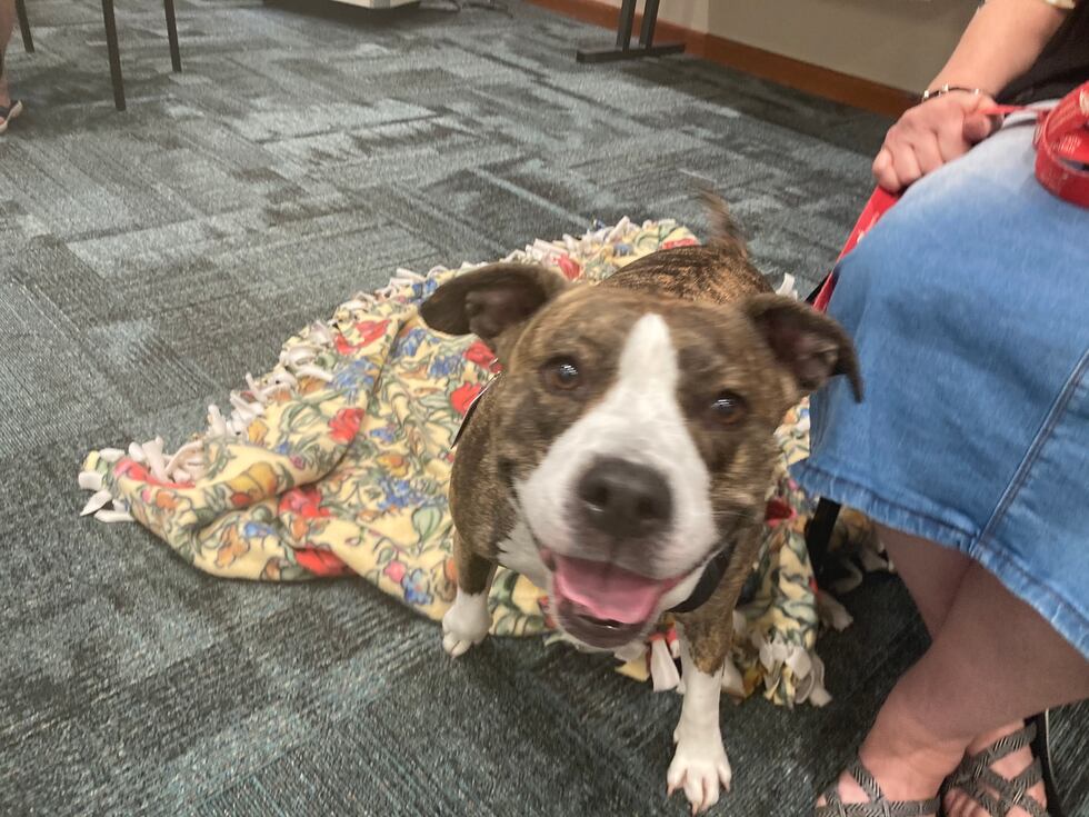 Pet therapy dogs at the North Olmsted library