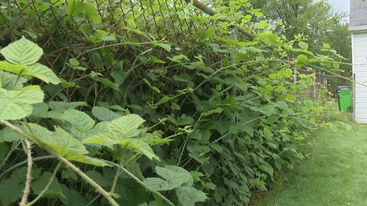 Euclid man asking for relief from overgrown lot - Vimarsana News