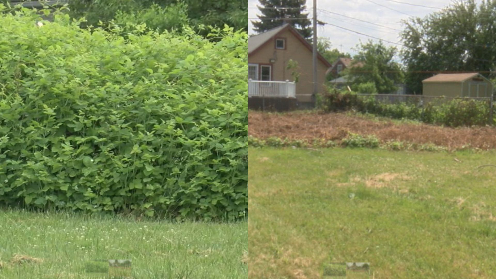 Crop of overgrown weeds in Euclid lot finally cut back - Vimarsana News