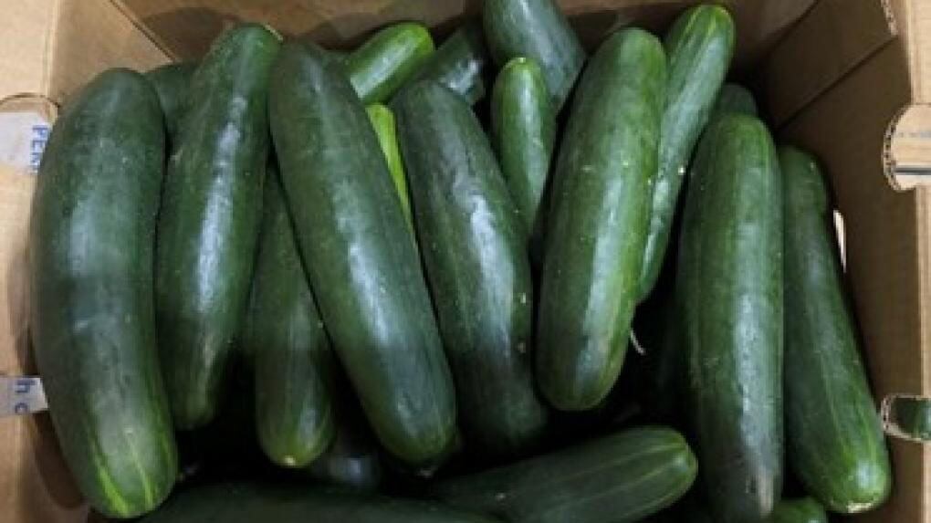 Cucumbers that were shipped to 14 states recalled over salmonella concerns - Vimarsana News